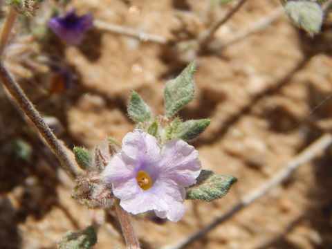 Sivun Tiquilia palmeri (A. Gray) A. Richardson kuva