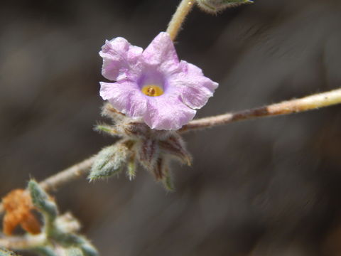 Sivun Tiquilia palmeri (A. Gray) A. Richardson kuva