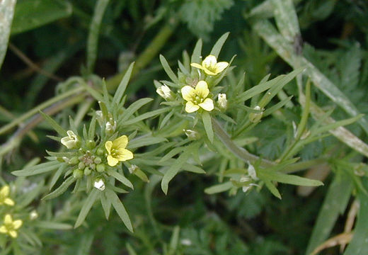 Image of curvepod yellowcress