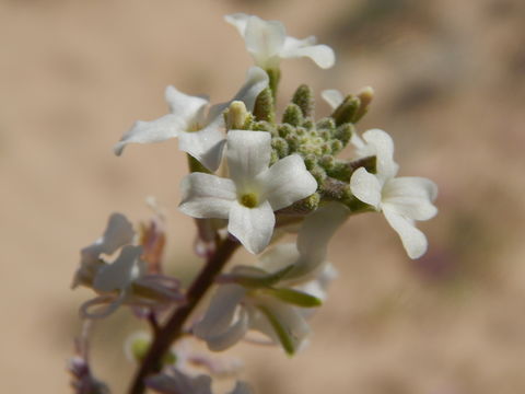 Dithyrea californica Harv.的圖片