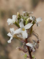 Image of California shieldpod