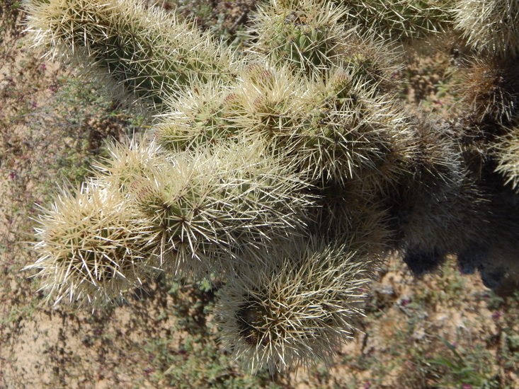 Image of <i>Cylindropuntia <i>bigelovii</i></i> var. bigelovii