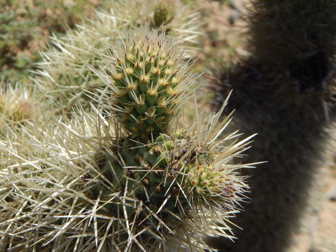 Image of <i>Cylindropuntia <i>bigelovii</i></i> var. bigelovii