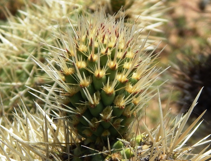 Image of <i>Cylindropuntia <i>bigelovii</i></i> var. bigelovii