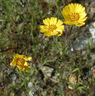 Image of woodland tidytips