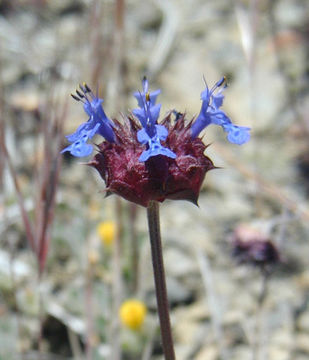 Imagem de Salvia columbariae Benth.