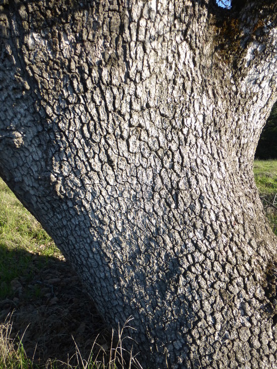 Sivun Quercus douglasii Hook. & Arn. kuva
