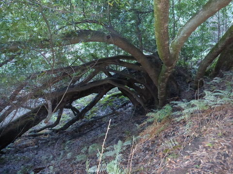 Image de Umbellularia californica (Hook. & Arn.) Nutt.