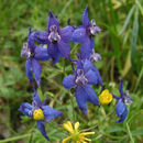 Imagem de Delphinium patens Newberry