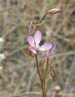 Слика од Clarkia affinis H. & M. Lewis