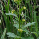 Image de Sanicula crassicaulis Poepp. ex DC.