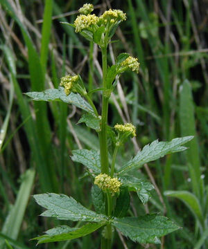 Imagem de Sanicula crassicaulis Poepp. ex DC.