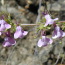 Image of <i>Antirrhinum <i>vexillocalyculatum</i></i> ssp. vexillocalyculatum