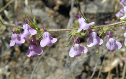 Image of <i>Antirrhinum <i>vexillocalyculatum</i></i> ssp. vexillocalyculatum