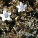 Image de Campanula exigua Rattan