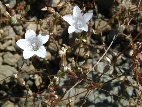 Image of chaparral bellflower
