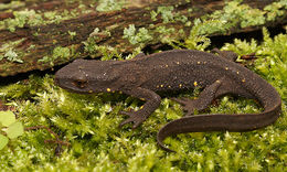 Image of Chinese Warty Newt