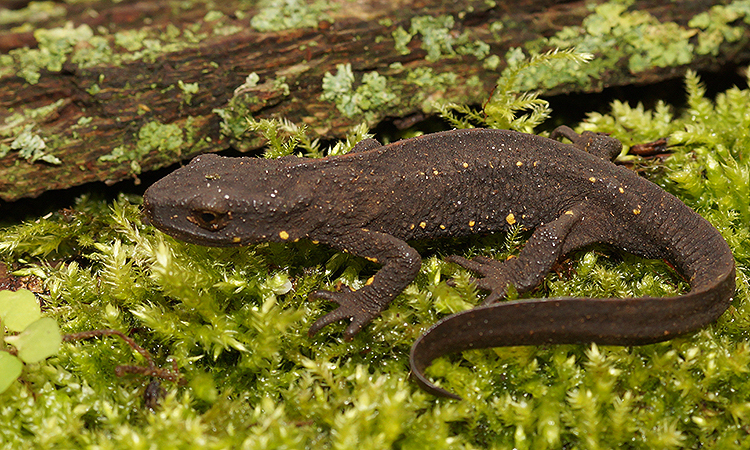 Image de Paramesotriton chinensis (Gray 1859)