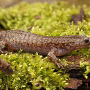 Image of Hida Salamander