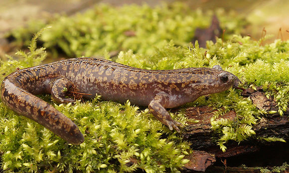 Image of Hida Salamander