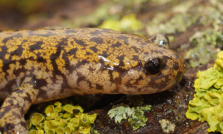 Image of Hida Salamander