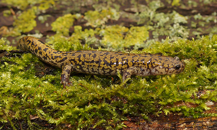 Image of Hida Salamander