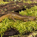 Image of Oita Salamander