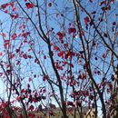 Image of Prunus cerasifera Ehrh.