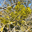 Image of Phoradendron leucarpum subsp. macrophyllum (Engelm.) J. R. Abbott & R. L. Thomps.