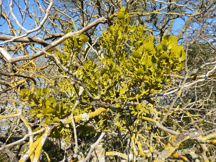 Image of Phoradendron leucarpum subsp. macrophyllum (Engelm.) J. R. Abbott & R. L. Thomps.