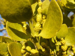 Image of Phoradendron leucarpum subsp. macrophyllum (Engelm.) J. R. Abbott & R. L. Thomps.