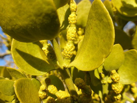 Imagem de Phoradendron leucarpum subsp. macrophyllum (Engelm.) J. R. Abbott & R. L. Thomps.