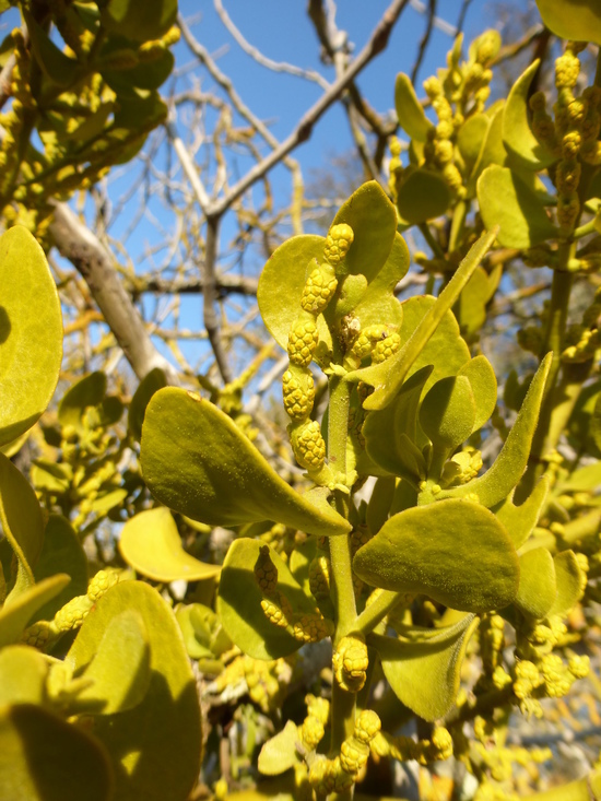 Image of Phoradendron leucarpum subsp. macrophyllum (Engelm.) J. R. Abbott & R. L. Thomps.