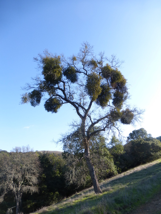 Image of Christmas mistletoe