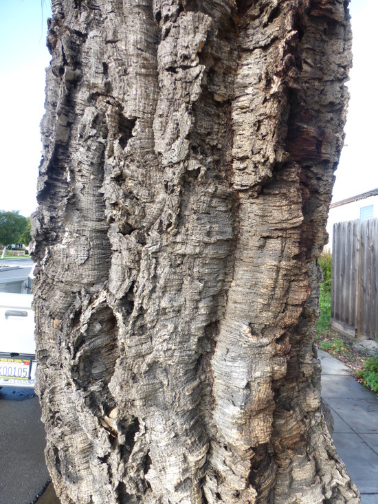 Image of Cork Oak