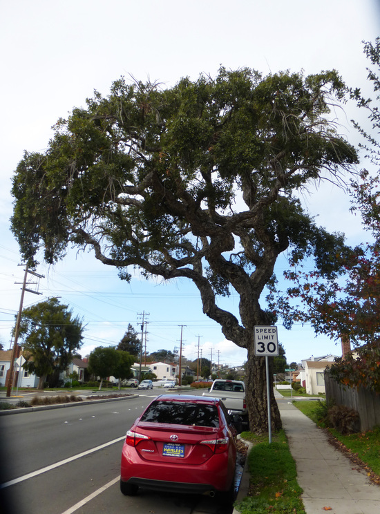 Image of Cork Oak