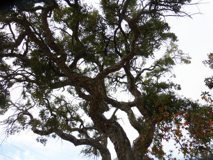 Image of Cork Oak