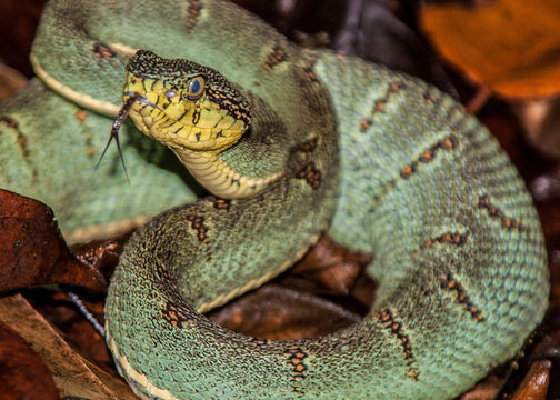 Image of Forest Vipers