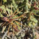 Imagem de Cylindropuntia arbuscula (Engelm.) F. M. Knuth