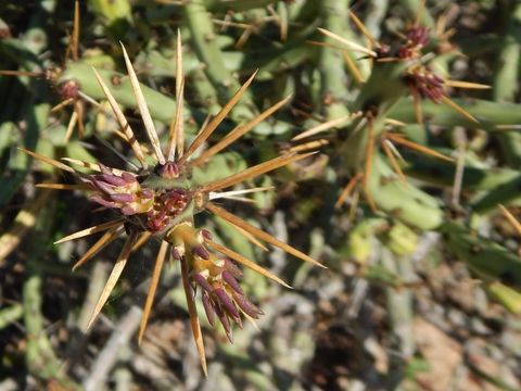 Imagem de Cylindropuntia arbuscula (Engelm.) F. M. Knuth