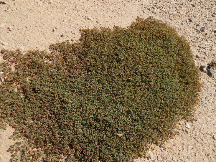 Image of Sonoran sandmat