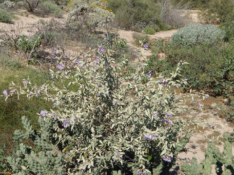 Image of Hinds' nightshade