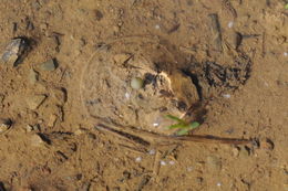 Image of California Tiger Salamander