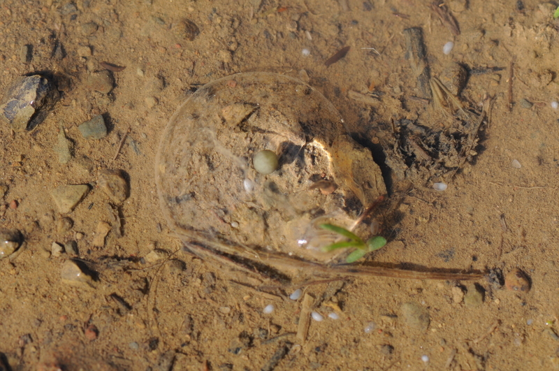 Image of California Tiger Salamander