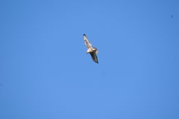 Image of Ferruginous Hawk