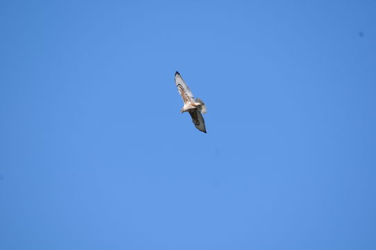 Image of Ferruginous Hawk