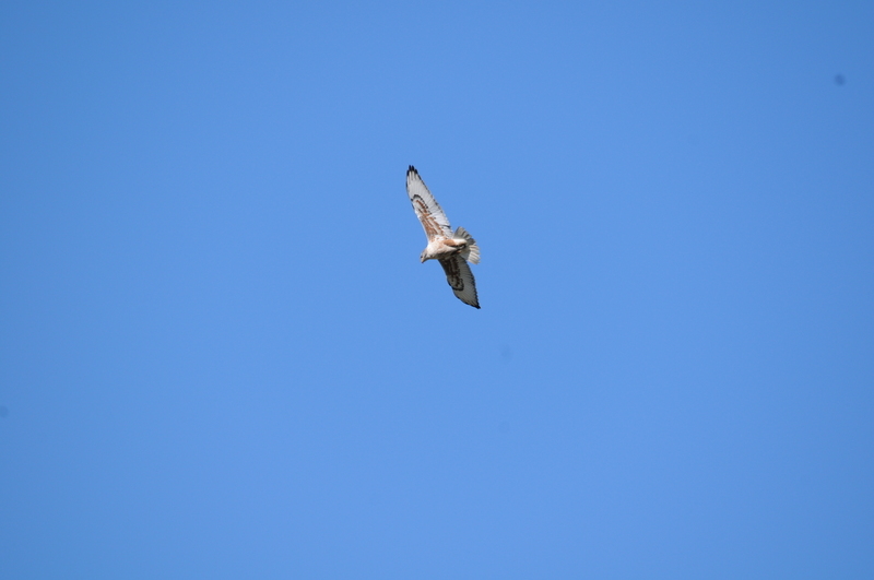 Image of Ferruginous Hawk