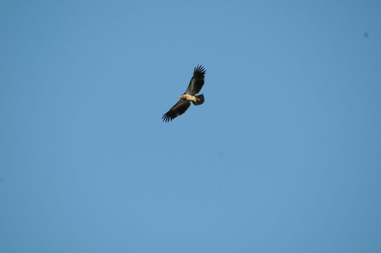 Image of Bald Eagle