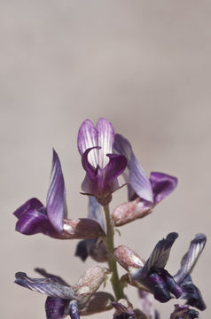 Image de Astragalus parvus Hemsl.