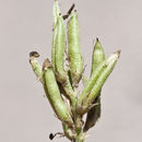 Image of Astragalus parvus Hemsl.